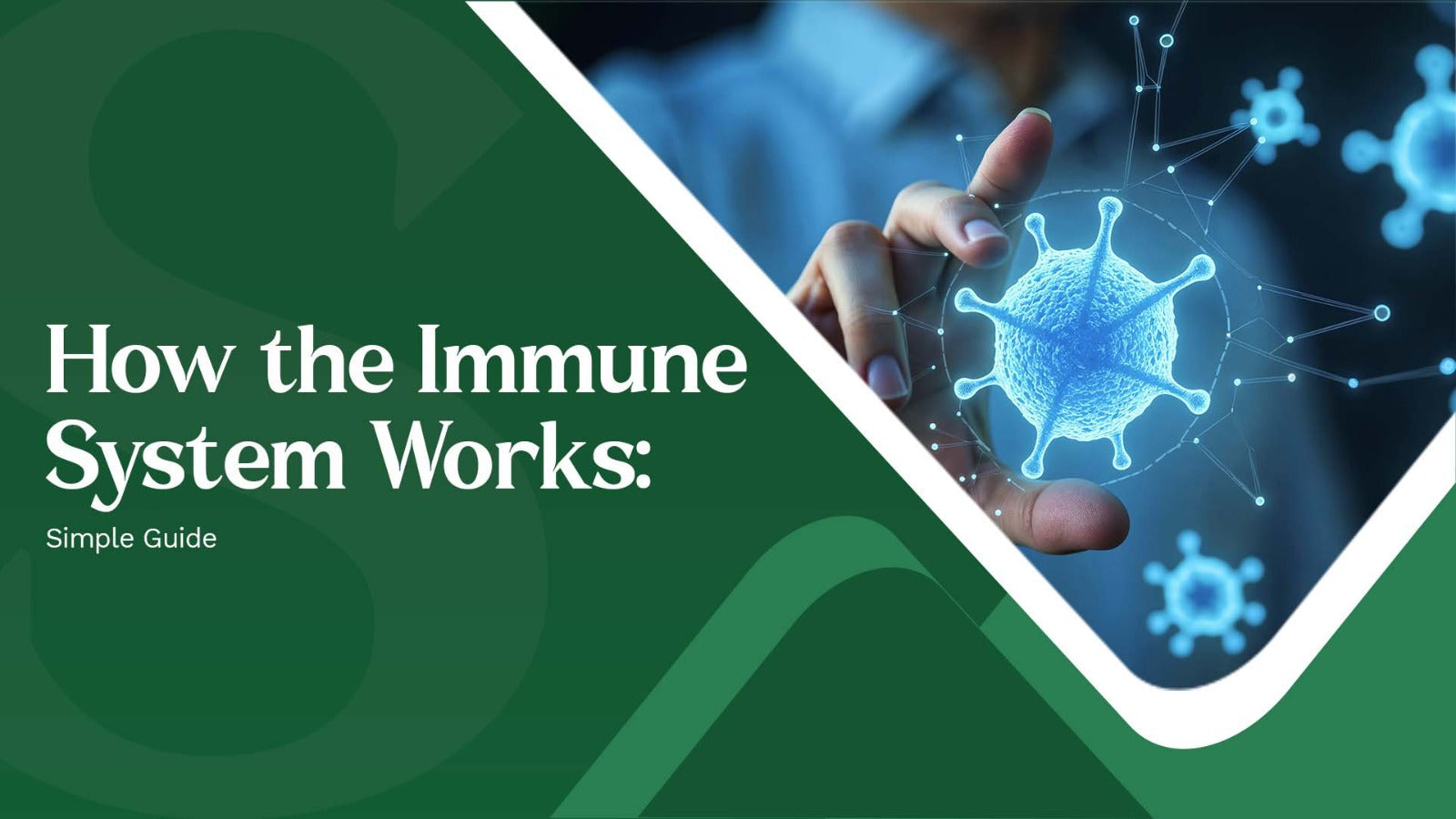 How the Immune System Works Simple Guide by alloveda ai 