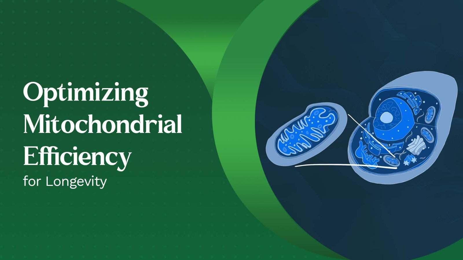 The Bioenergetic-Inflammatory Axis Optimizing Mitochondrial Efficiency for Longevity