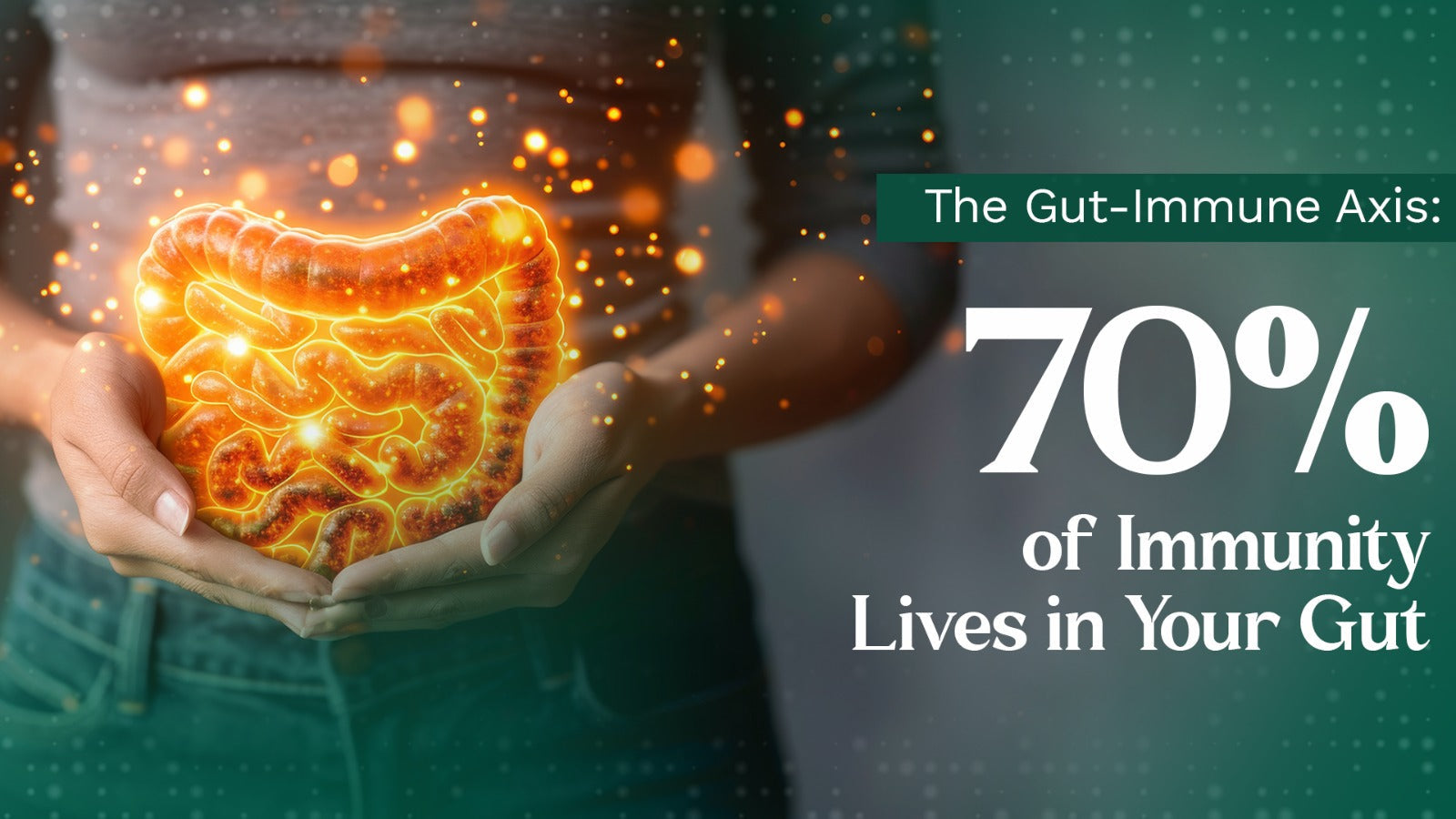 The Gut-Immune Axis: Why 70 Percent of Your Immunity Lives in Your Gut