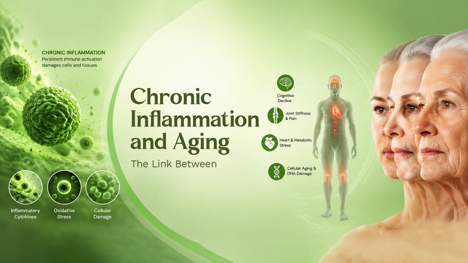 The Link Between Chronic Inflammation and Aging